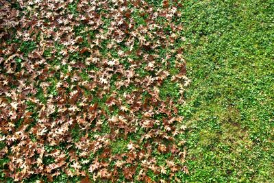 Mulching Leaves on Lawn
