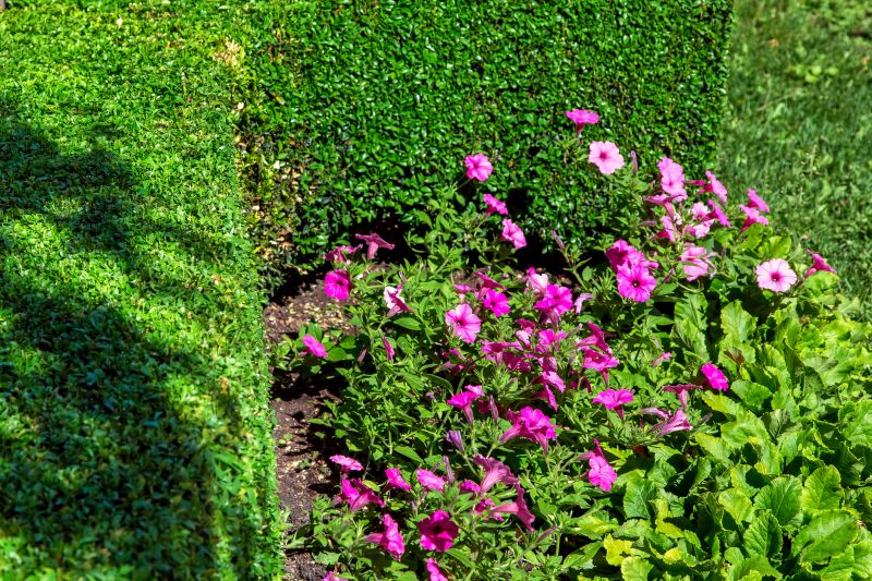 Hedge Planting in Honolulu, HI
